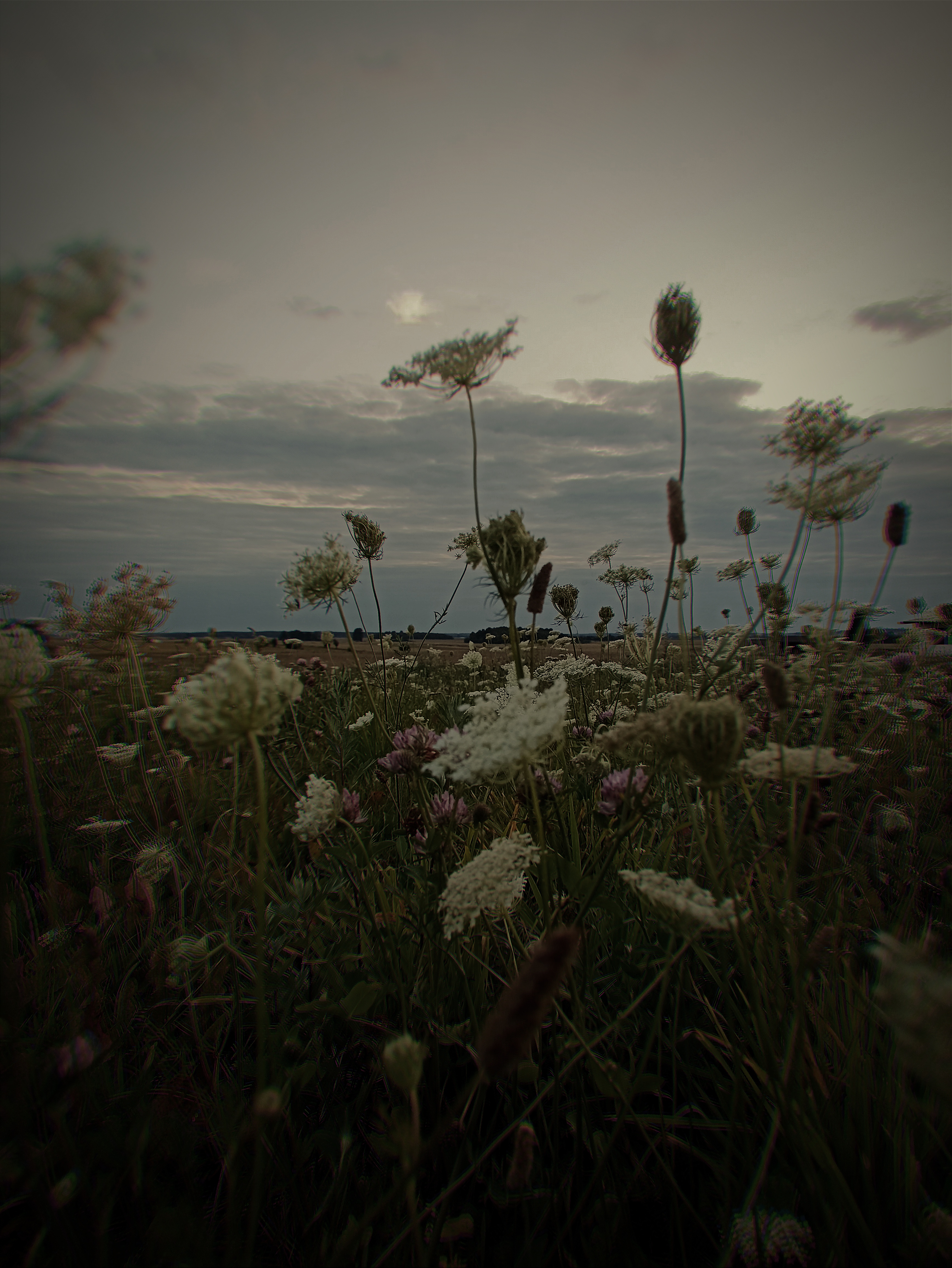 Wildflowers